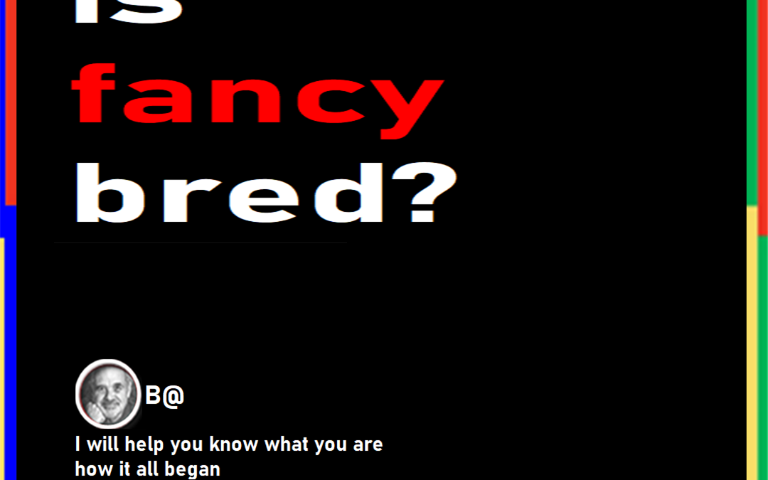 Where is fancy bred?